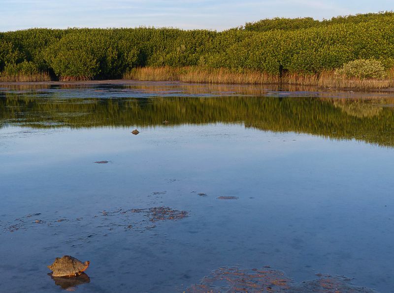 Click to See Next Image